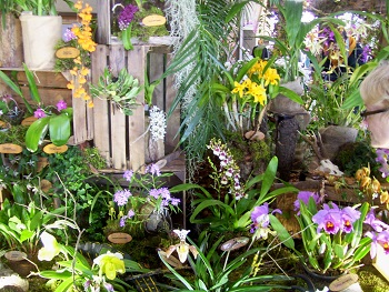 Viele Farben und Formen der Orchideen 